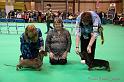 Crufts2011_2 1657